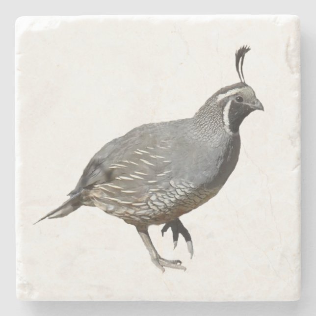 KALIFORNIEN QUAIL STENUNDERLÄGG (Framsidan)