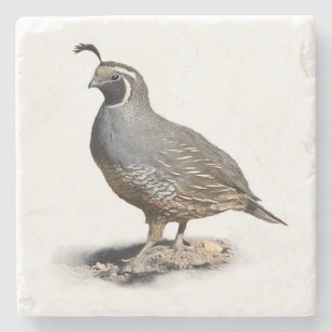 KALIFORNIEN QUAIL UNDERLÄGG STEN