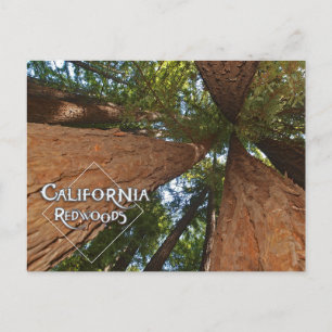 Kalifornien Redwood - Big Träd Postcard Vykort