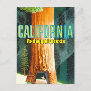 Kalifornien, Redwood-skog, Stort träd, Sequoia Vykort