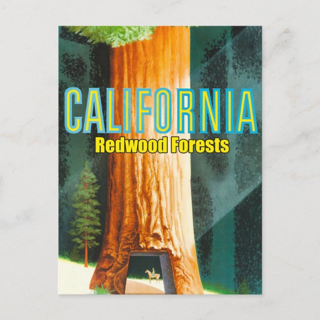 Kalifornien, Redwood-skog, Stort träd, Sequoia Vykort (Framsida)