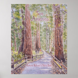 Kalifornien Redwoods Poster