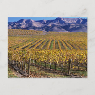 Kalifornien, San Luis Obispo County, Edna Valley Vykort