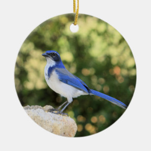 Kalifornien Scrub Jay Julgransprydnad Keramik