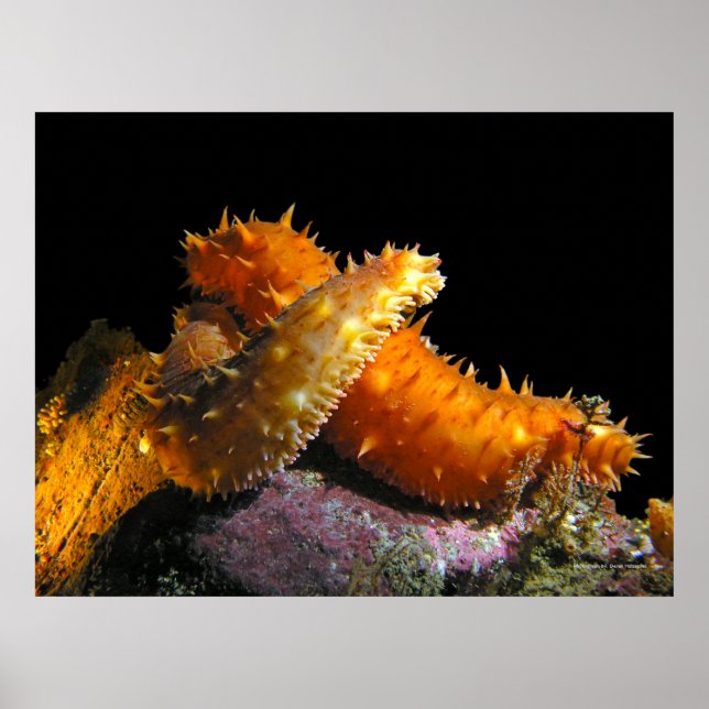 Kalifornien Sea Cucumber Kärlek - Utskrift av kons Poster (Framsidan)
