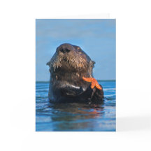Kalifornien Sea Otter Holding Starfish
