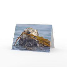 Kalifornien Sea Otter Wrapped in Bull Kelp.