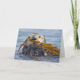 Kalifornien Sea Otter Wrapped in Bull Kelp. Kort