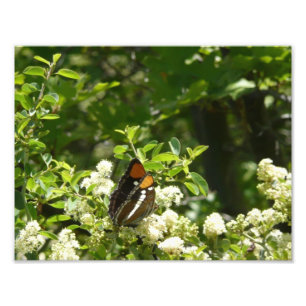 Kalifornien Sister Butterfly i Yosemite Fototryck