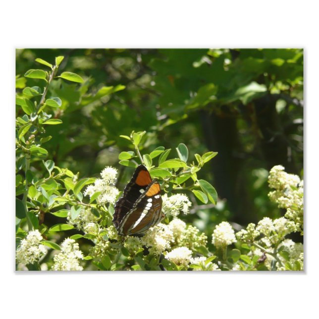 Kalifornien Sister Butterfly i Yosemite Fototryck (Framsidan)