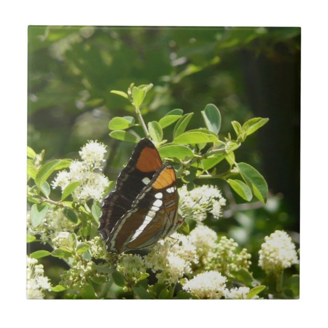 Kalifornien Sister Butterfly i Yosemite Kakelplatta (Framsidan)