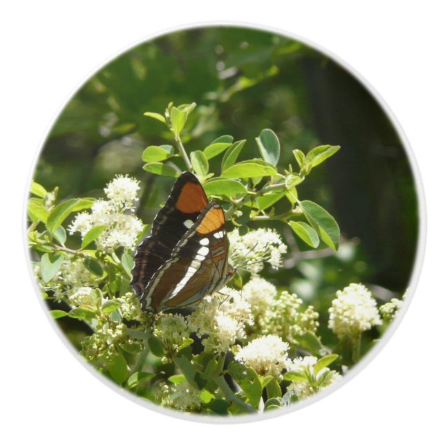 Kalifornien Sister Butterfly i Yosemite Knopp (Framsidan)