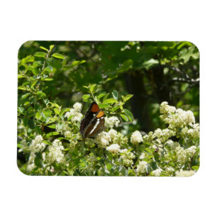 Kalifornien Sister Butterfly i Yosemite Magnet