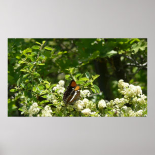 Kalifornien Sister Butterfly i Yosemite Poster