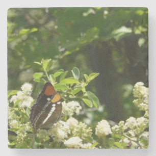 Kalifornien Sister Butterfly i Yosemite Underlägg Sten