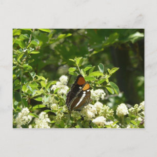Kalifornien Sister Butterfly i Yosemite Vykort