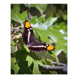Kalifornien Sister Butterfly på Träd Löv Fototryck