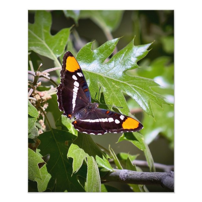 Kalifornien Sister Butterfly på Träd Löv Fototryck (Framsidan)