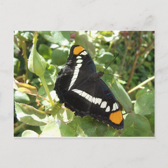 Kalifornien Sister Butterfly Vykort (Framsida)