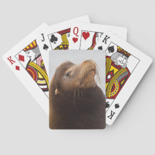 Kalifornien sjölejon casinokort