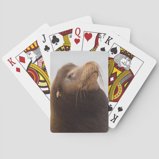 Kalifornien sjölejon casinokort (Baksidan)