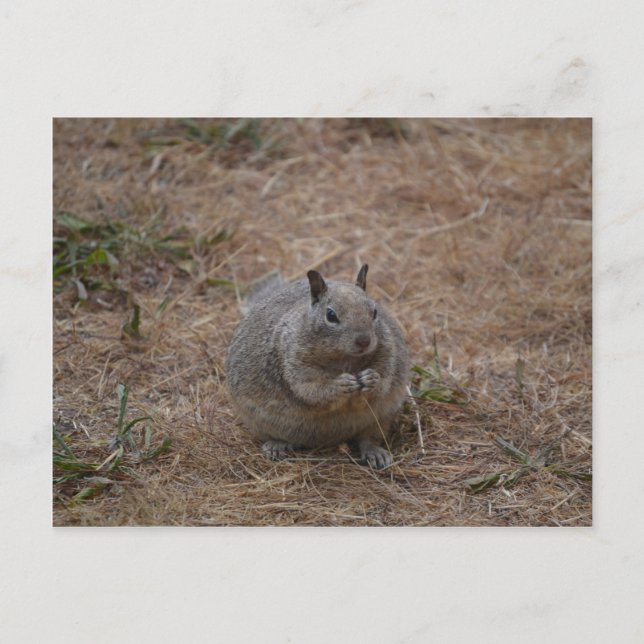 Kalifornien Spoted Ground Squirrel Vykort (Framsida)