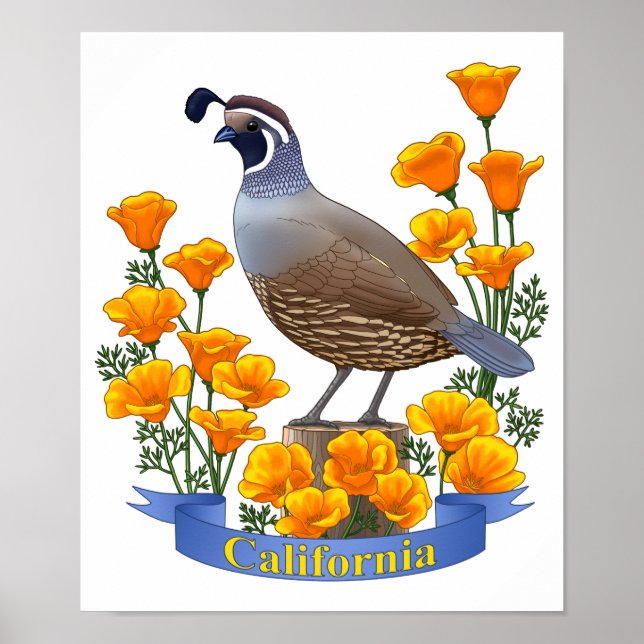 Kalifornien State Bird Quail & Golden Poppy Poster (Framsidan)