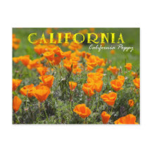 Kalifornien State Flower: California Poppy