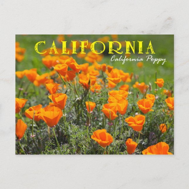 Kalifornien State Flower: California Poppy Vykort (Framsida)