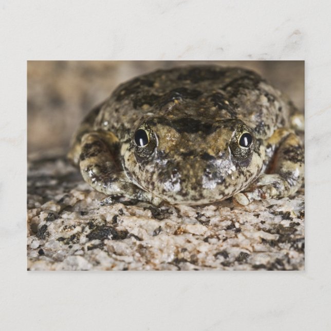 Kalifornien träd grog (Pseudacris cadaverina). Vykort (Framsida)