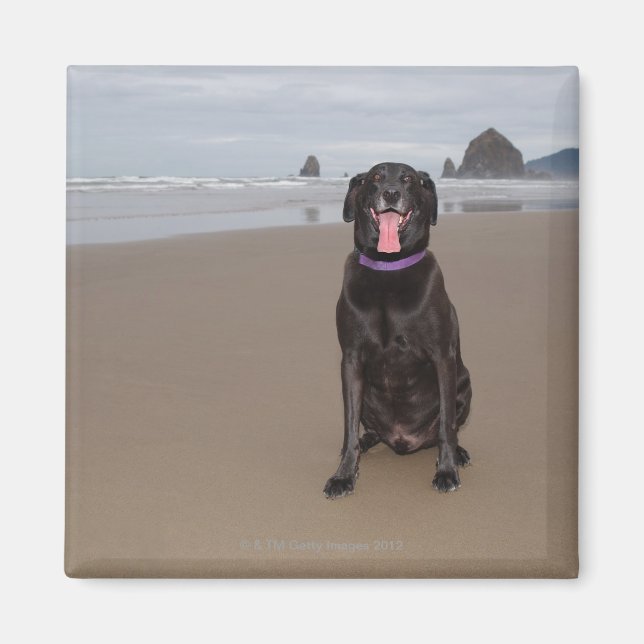 Kalifornien, USA Magnet (Framsidan)