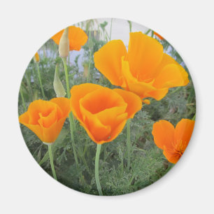 Kalifornien vallmo magnet
