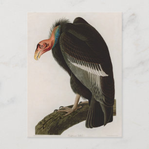 Kalifornien Vculture Birds of America Audubon Prin Helg Vykort
