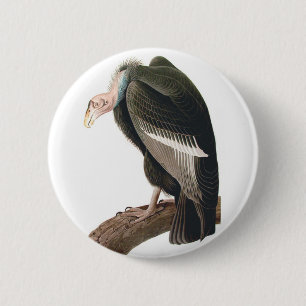 Kalifornien Vculture (Condor), Audubon Fine Art Knapp