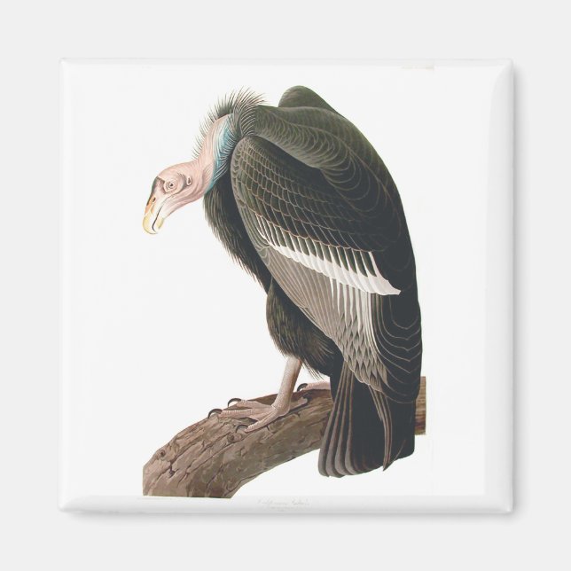 Kalifornien Vculture (Condor), Audubon Fine Art Magnet (Framsidan)