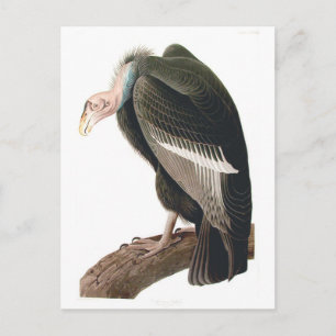 Kalifornien Vculture (Condor), Audubon Fine Art Vykort