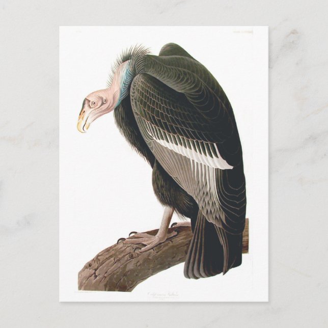Kalifornien Vculture (Condor), Audubon Fine Art Vykort (Framsida)