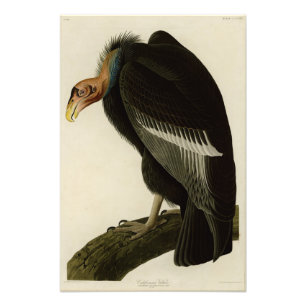 Kalifornien Vculture från Audubon Birds of America Fototryck