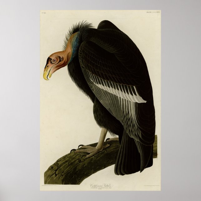 Kalifornien Vculture från Audubon Birds of America Poster (Framsidan)