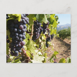 Kalifornien Vin Land Vykort