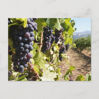 Kalifornien Vin Land Vykort
