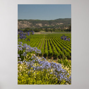 Kalifornien Vineyard och Lila blommor Poster