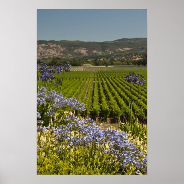Kalifornien Vineyard och Lila blommor Poster (Framsidan)