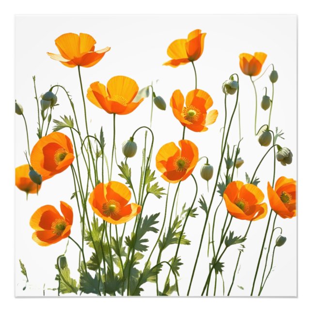 Kalifornien/walesiska poppies. Utskrift med hög up Fototryck (Framsidan)