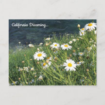 Kalifornien Wildblommor, La Jolla Cove