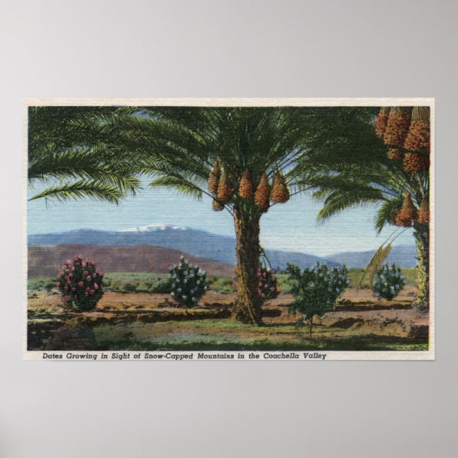 KalifornienDates Growing in the Coachella Poster (Framsidan)