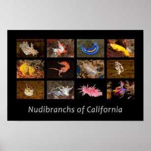 Kaliforniens nudibranchs Poster