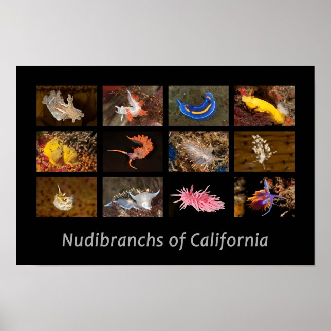 Kaliforniens nudibranchs Poster (Framsidan)