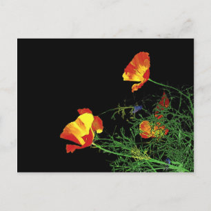 Kaliforniens poppies på svart vykort
