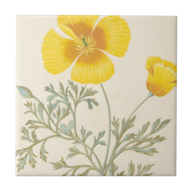 Kalifornisk Eschscholtzia Kakelplatta (Framsidan)